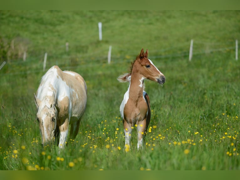 American Saddlebred Hengst 2 Jaar 165 cm Gevlekt-paard in Kierspe