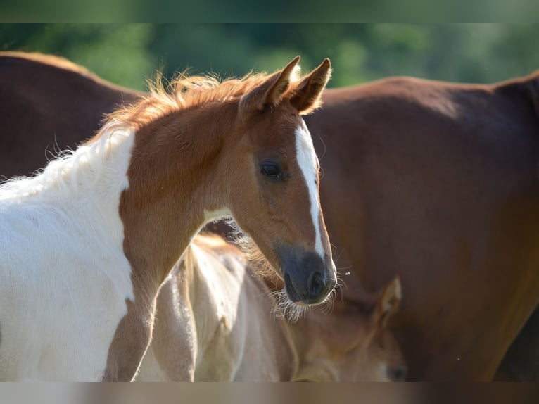 American Saddlebred Hengst 2 Jaar 165 cm Gevlekt-paard in Kierspe