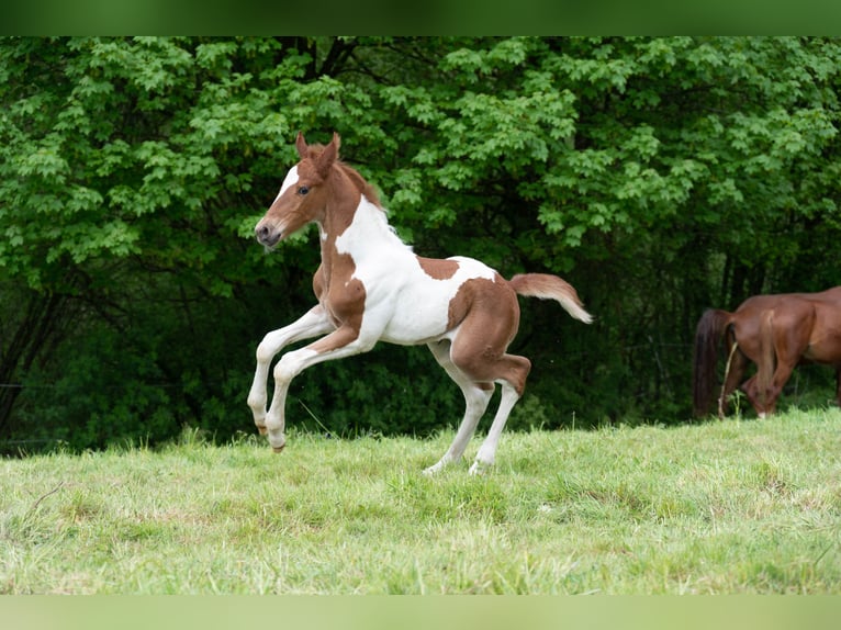 American Saddlebred Hengst 3 Jaar 165 cm Gevlekt-paard in Kierspe