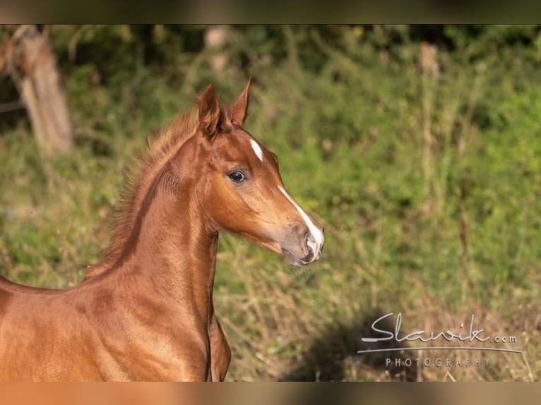 American Saddlebred Hingst Mörkbrun in Hennef