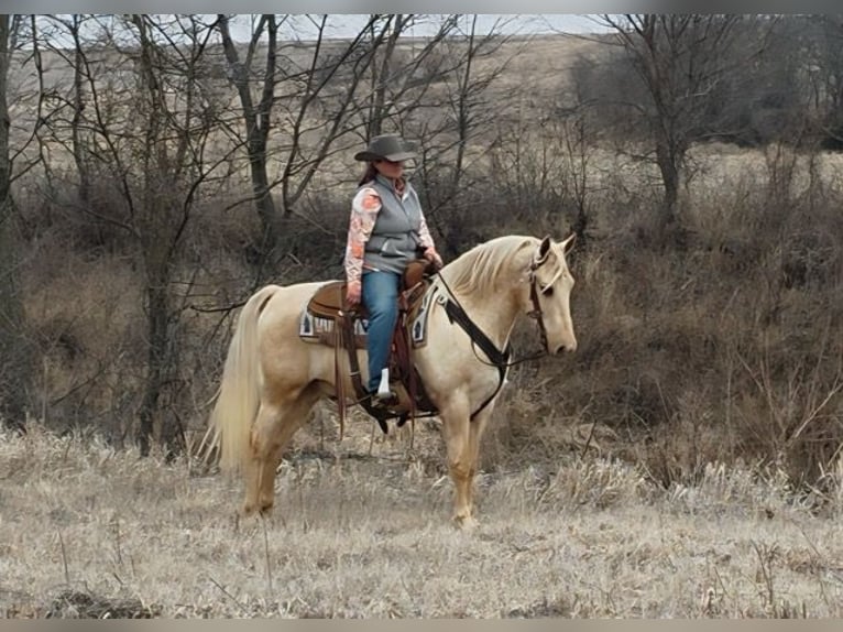 American Saddlebred Hongre 13 Ans 132 cm Palomino in Bedford