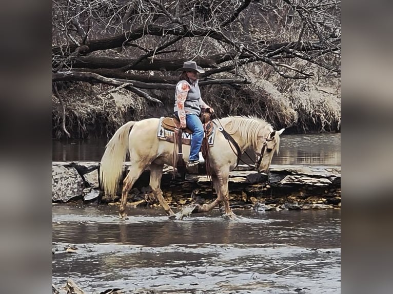 American Saddlebred Hongre 13 Ans 132 cm Palomino in Bedford