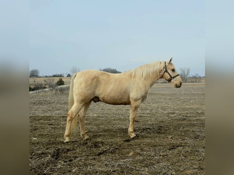 American Saddlebred Hongre 13 Ans 132 cm Palomino in Bedford