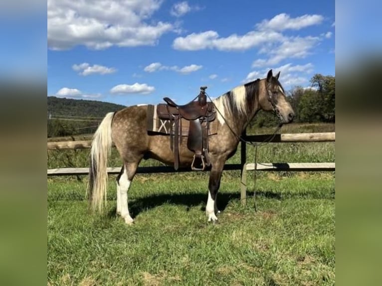 American Saddlebred Hongre 13 Ans 147 cm Buckskin in Chambersburg