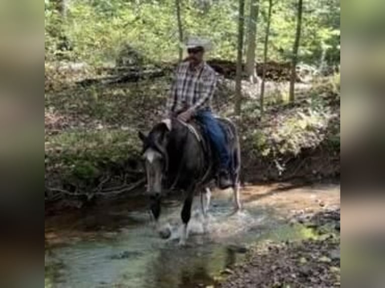 American Saddlebred Hongre 13 Ans 147 cm Buckskin in Chambersburg