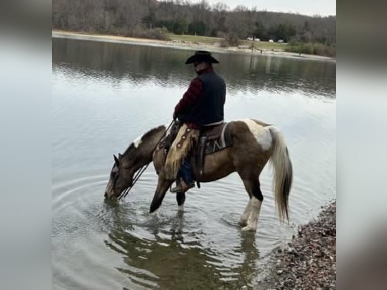 American Saddlebred Hongre 13 Ans 147 cm Buckskin in Chambersburg