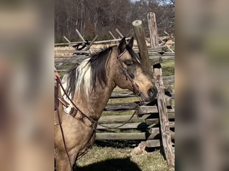 American Saddlebred Hongre 13 Ans 147 cm Buckskin in Chambersburg