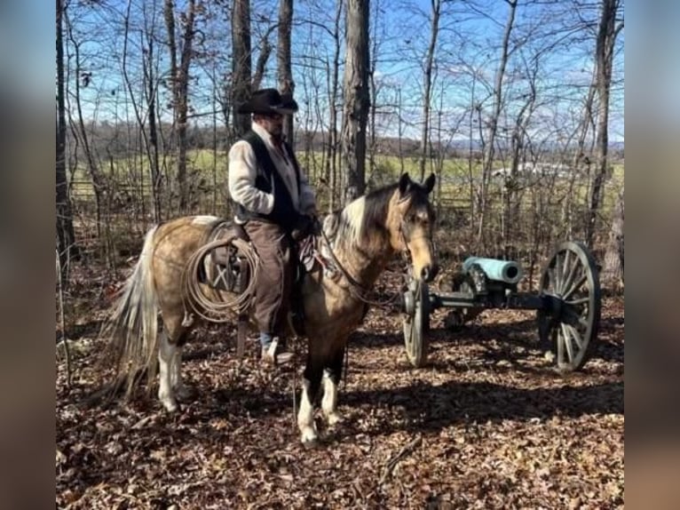 American Saddlebred Hongre 13 Ans 147 cm Buckskin in Chambersburg