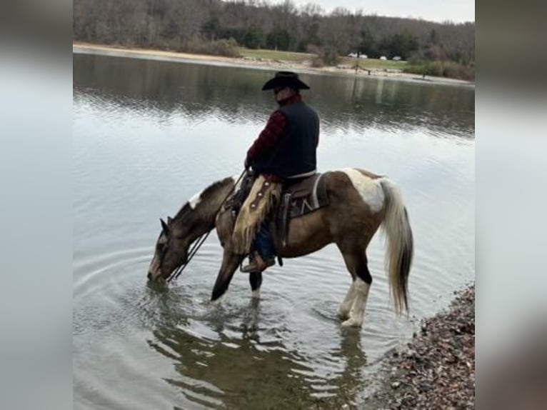 American Saddlebred Hongre 14 Ans 142 cm Buckskin in Chambersburg