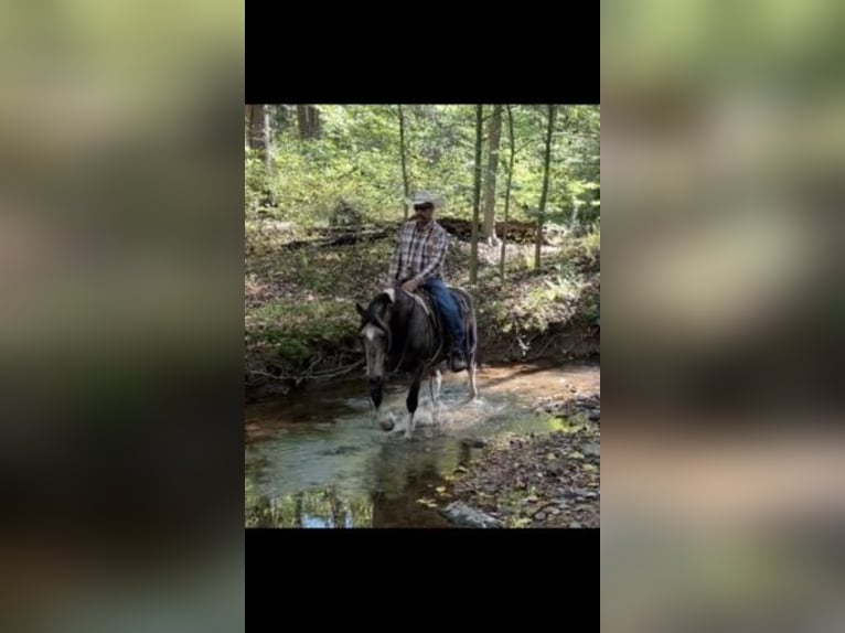 American Saddlebred Hongre 14 Ans 142 cm Buckskin in Chambersburg