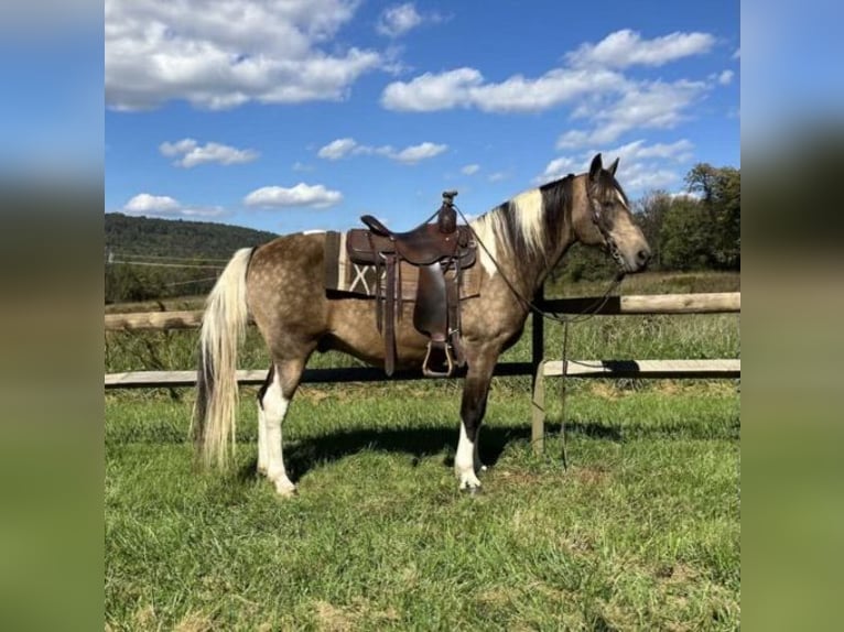 American Saddlebred Hongre 14 Ans 142 cm Buckskin in Chambersburg