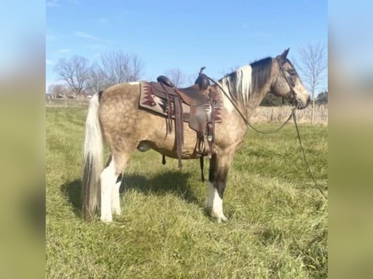 American Saddlebred Hongre 14 Ans 142 cm Buckskin in Chambersburg