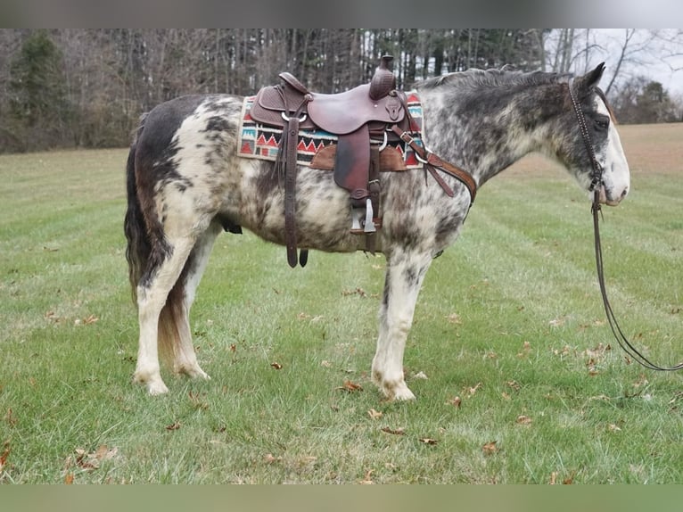 American Saddlebred Hongre 14 Ans 142 cm Rouan Bleu in Rineyville