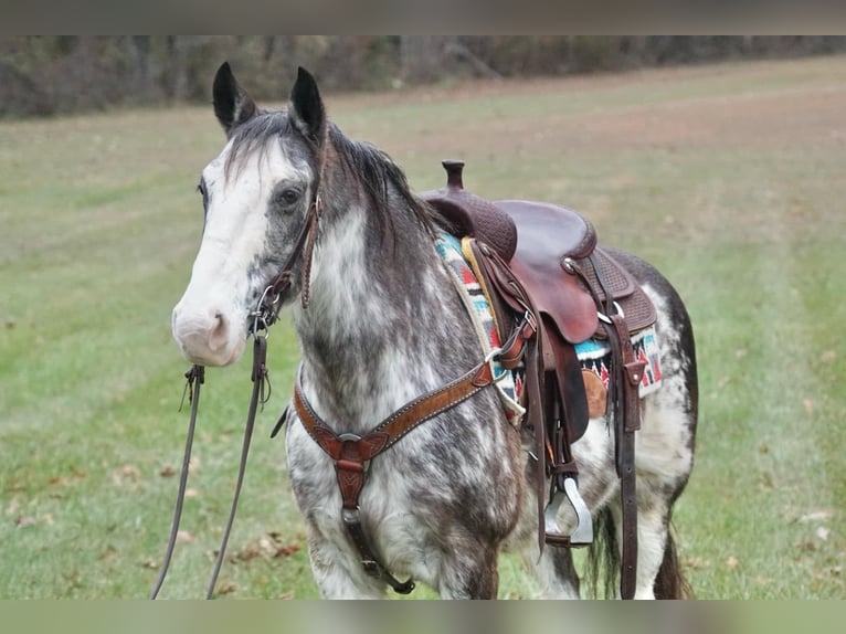 American Saddlebred Hongre 14 Ans 142 cm Rouan Bleu in Rineyville