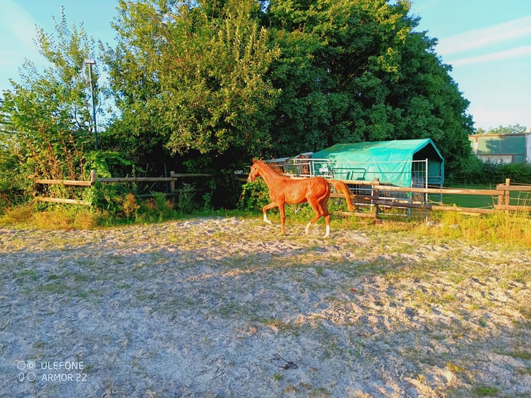 American Saddlebred Hongre 1 Année 160 cm Alezan in Niederzier