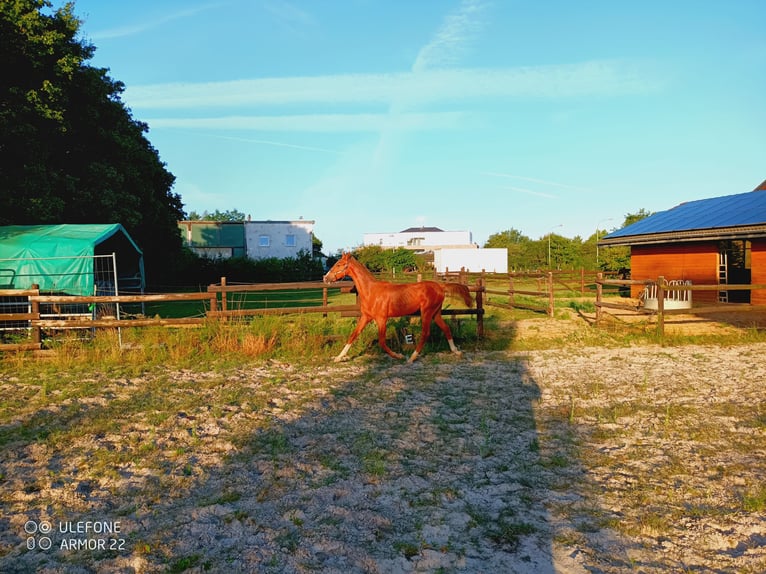 American Saddlebred Hongre 1 Année 160 cm Alezan in Niederzier