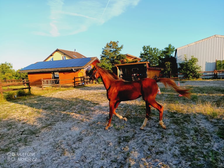 American Saddlebred Hongre 1 Année 160 cm Alezan in Niederzier