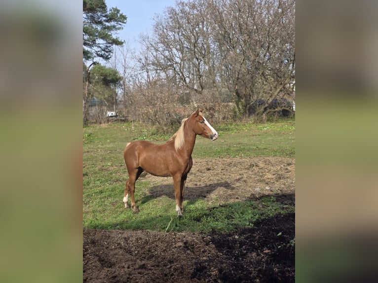 American Saddlebred Croisé Hongre 4 Ans 152 cm Alezan cuivré in Wellsville