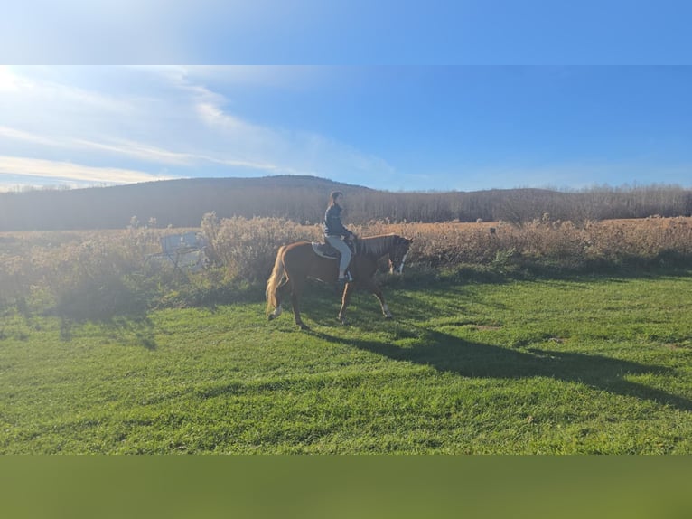 American Saddlebred Croisé Hongre 4 Ans 152 cm Alezan cuivré in Wellsville