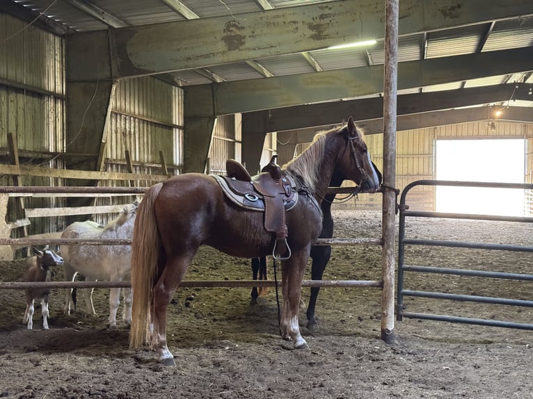 American Saddlebred Croisé Hongre 4 Ans 152 cm Alezan cuivré in Wellsville