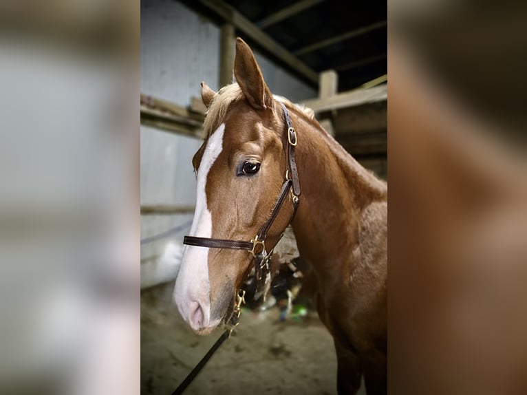 American Saddlebred Croisé Hongre 4 Ans 152 cm Alezan cuivré in Wellsville