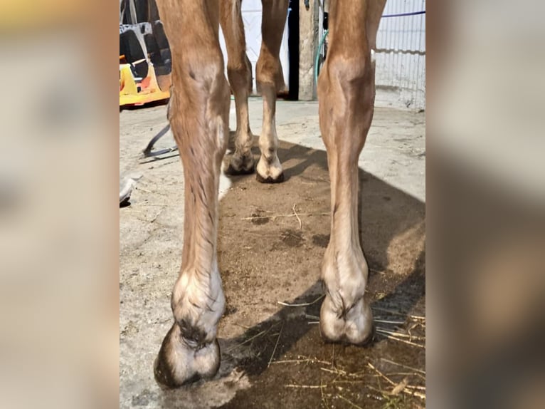 American Saddlebred Croisé Hongre 4 Ans 152 cm Alezan cuivré in Wellsville