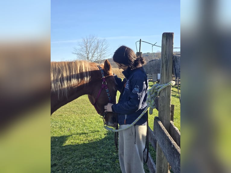 American Saddlebred Croisé Hongre 4 Ans 152 cm Alezan cuivré in Wellsville