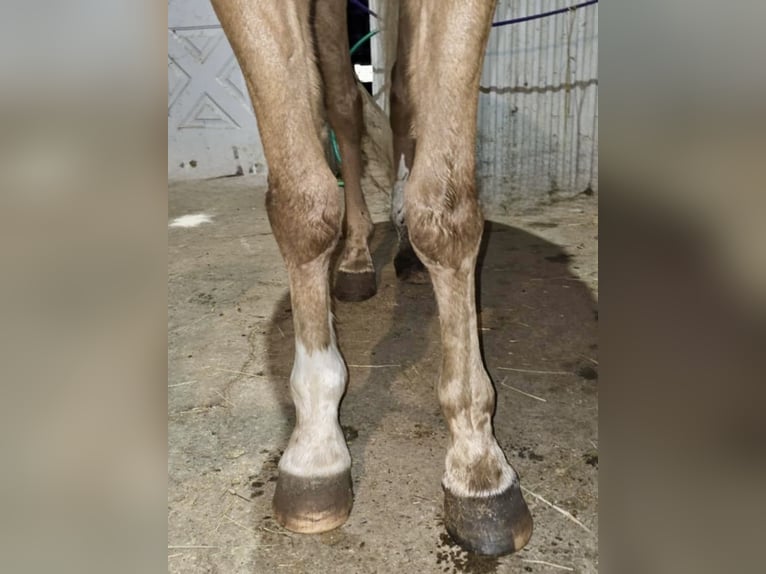 American Saddlebred Croisé Hongre 4 Ans 152 cm Alezan cuivré in Wellsville