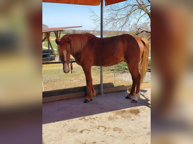 American Saddlebred Croisé Hongre 6 Ans 150 cm Alezan in Schondorf am Ammersee
