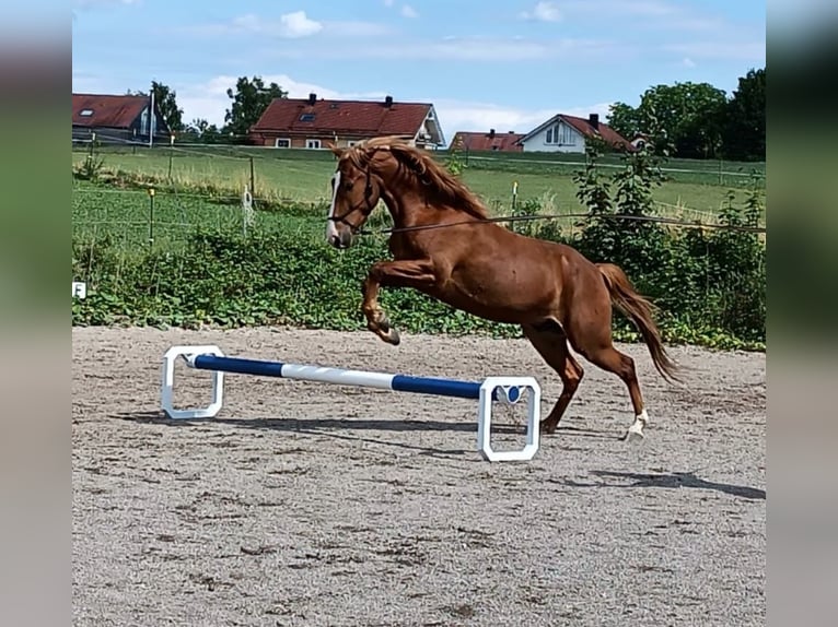 American Saddlebred Croisé Hongre 6 Ans 150 cm Alezan in Schondorf am Ammersee