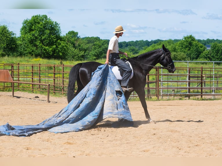 American Saddlebred Croisé Hongre 6 Ans Noir in Fredericksburg
