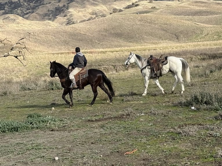 American Saddlebred Hongre 9 Ans 150 cm Bai cerise in Paicines CA