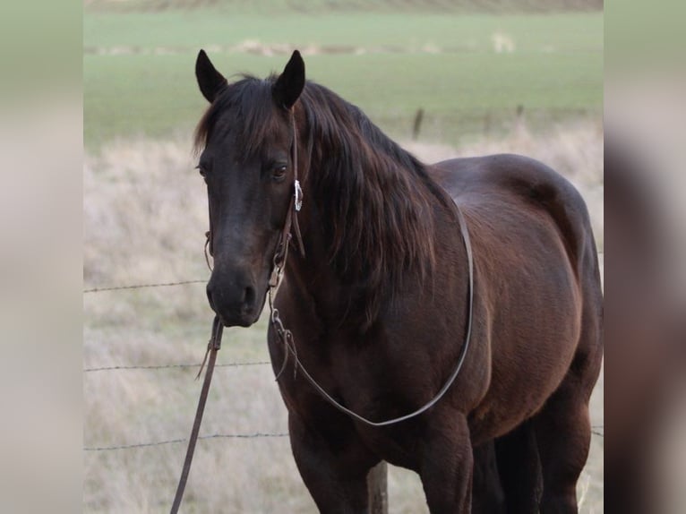 American Saddlebred Hongre 9 Ans 150 cm Bai cerise in Paicines CA