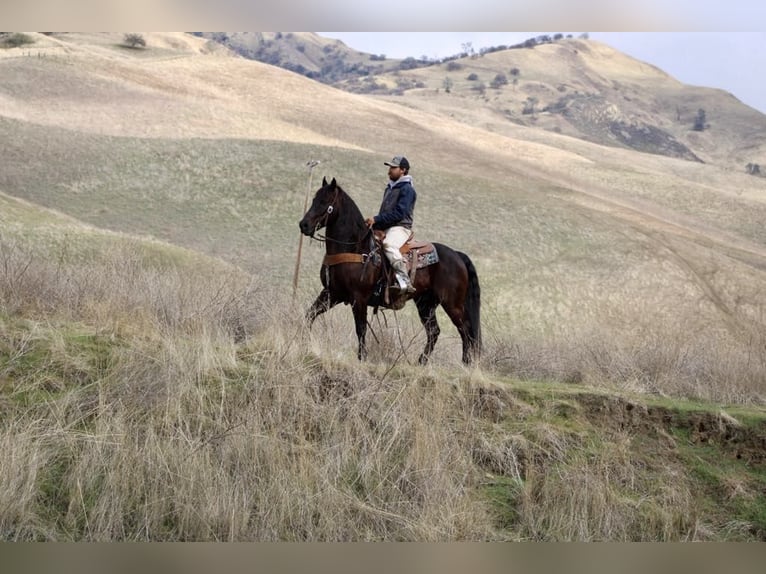 American Saddlebred Hongre 9 Ans 150 cm Bai cerise in Paicines CA