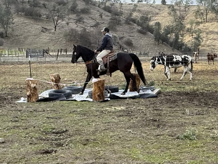 American Saddlebred Hongre 9 Ans 150 cm Bai cerise in Paicines CA