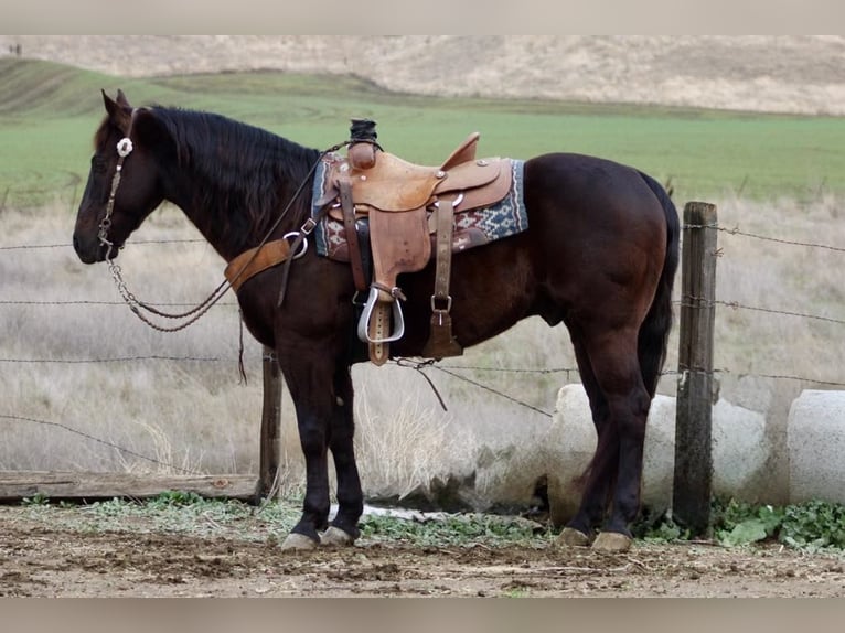 American Saddlebred Hongre 9 Ans 150 cm Bai cerise in Paicines CA