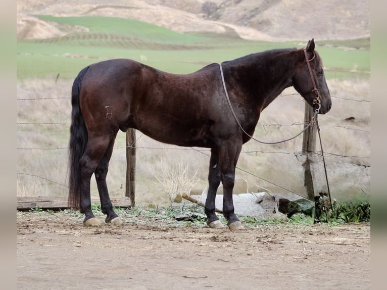 American Saddlebred Hongre 9 Ans 150 cm Bai cerise in Paicines CA