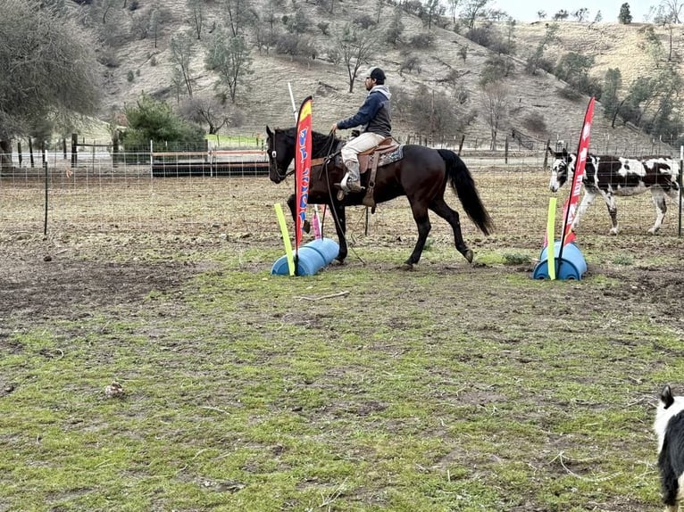 American Saddlebred Hongre 9 Ans 150 cm Bai cerise in Paicines CA