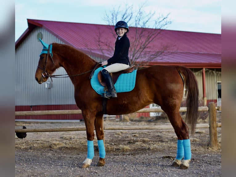 American Saddlebred Jument 10 Ans 160 cm Alezan cuivré in Fort Collins