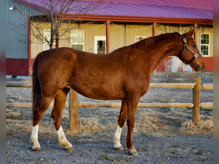 American Saddlebred Jument 10 Ans 160 cm Alezan cuivré in Fort Collins