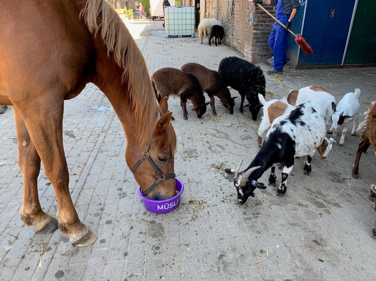 American Saddlebred Jument 16 Ans 155 cm Alezan in Düsseldorf