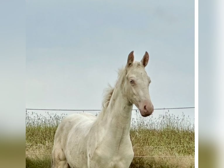 American Saddlebred Jument 1 Année 165 cm Cremello in Kierspe
