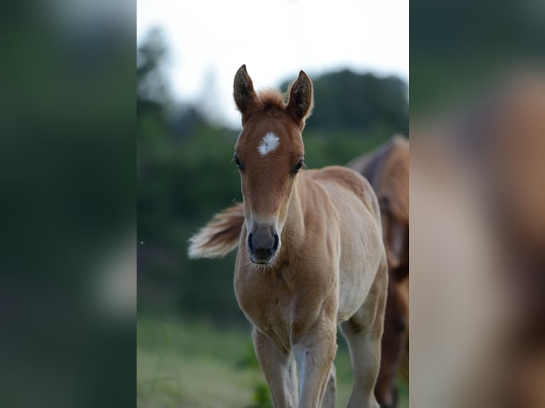 American Saddlebred Jument 2 Ans 162 cm Alezan in Kierspe