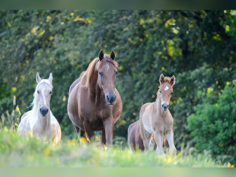 American Saddlebred Jument 2 Ans 162 cm Alezan in Kierspe