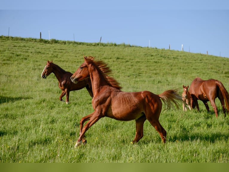 American Saddlebred Jument 3 Ans 160 cm Alezan in Kierspe