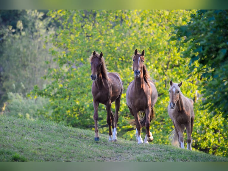 American Saddlebred Jument 3 Ans 160 cm Alezan in Kierspe