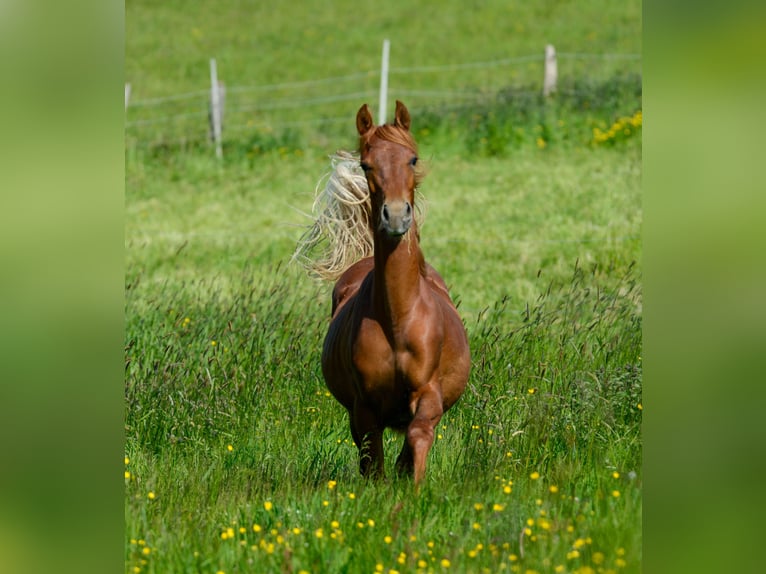 American Saddlebred Jument 3 Ans 160 cm Alezan in Kierspe