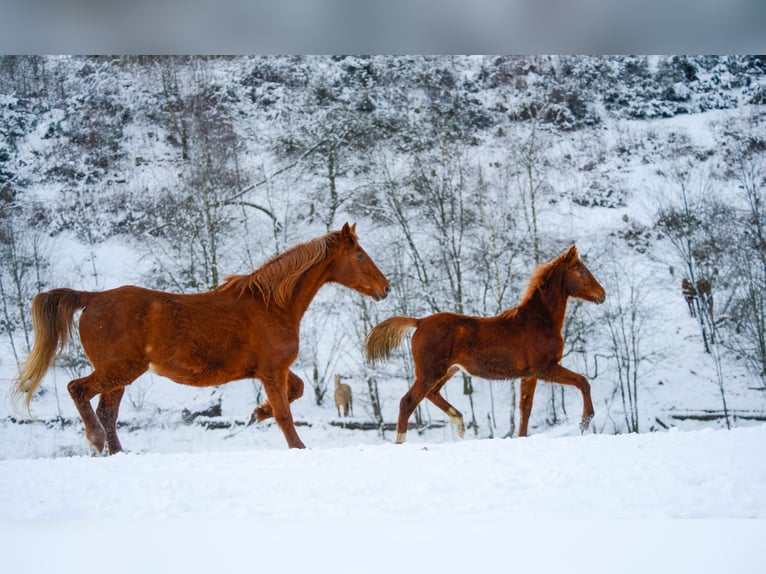 American Saddlebred Jument 3 Ans 160 cm Alezan in Kierspe