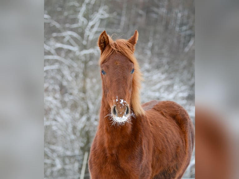 American Saddlebred Jument 3 Ans 160 cm Alezan in Kierspe