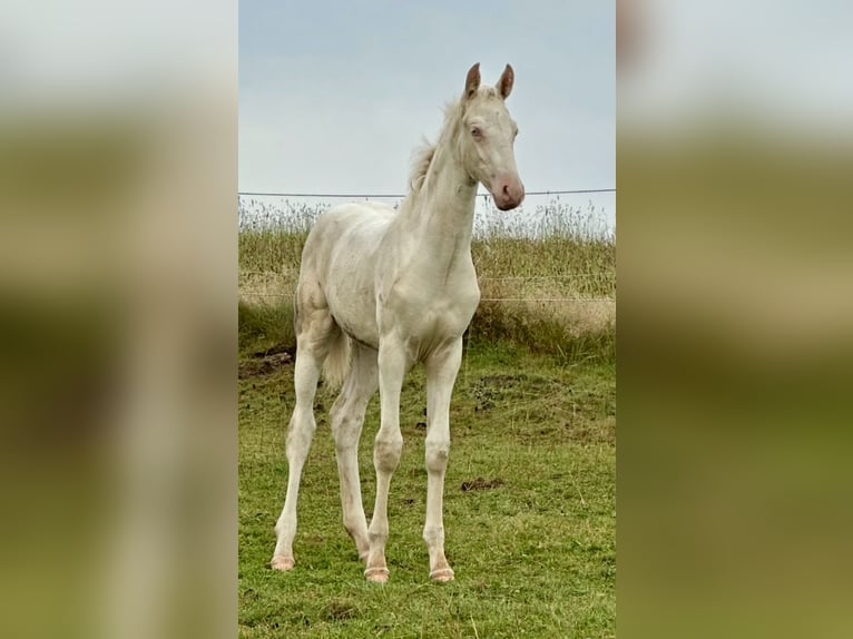 American Saddlebred Jument Poulain (05/2025) 165 cm Cremello in Kierspe